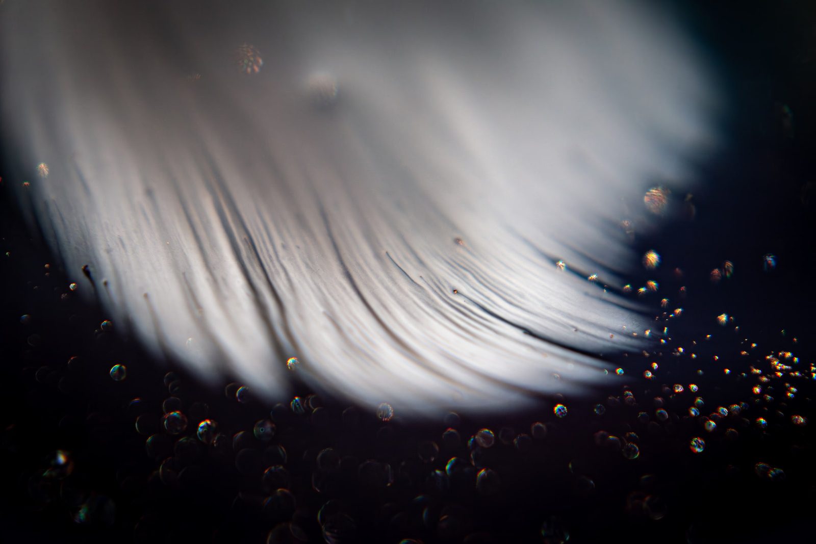 Pale grey feathery plume streaking across a near-black ground, scattered with small bubbles.