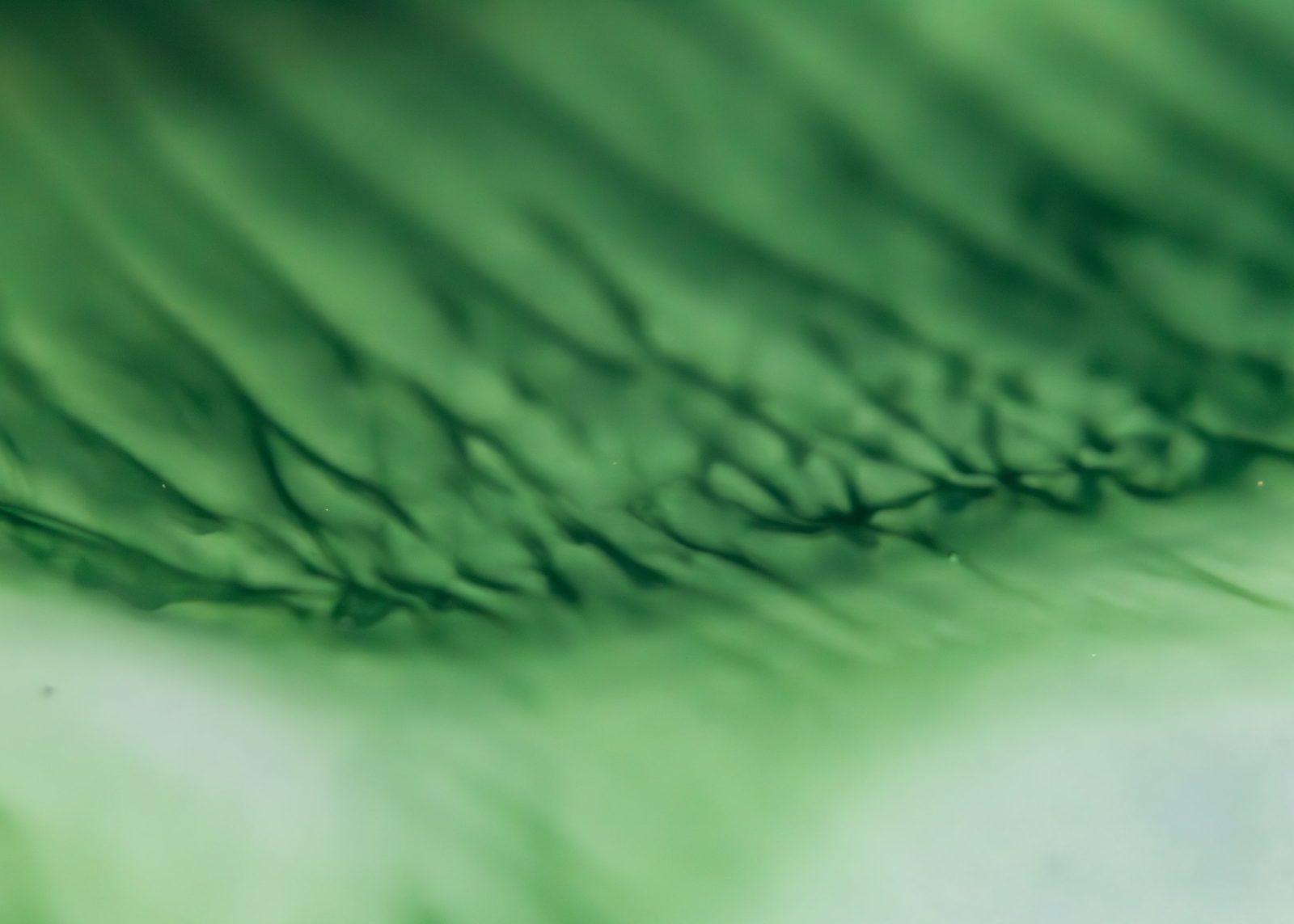 Dark green feathery strands branching across a lighter green ground.