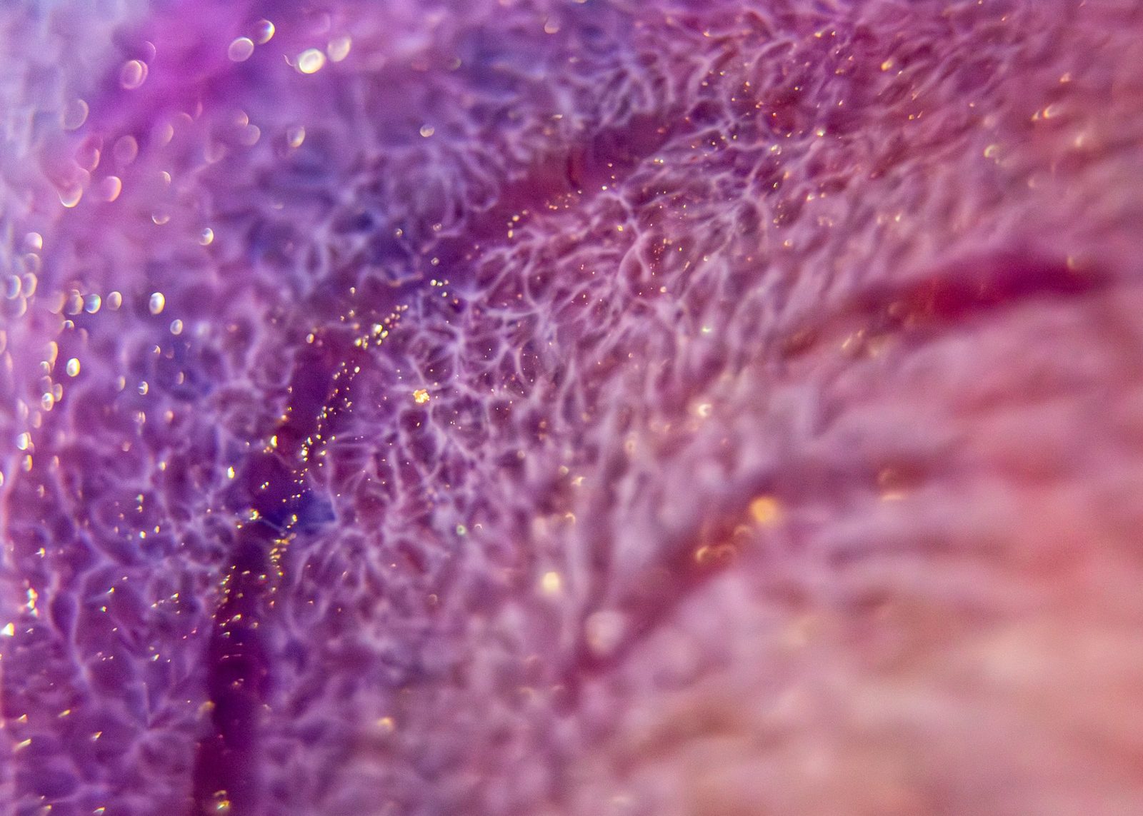 Violet and pink cellular texture with scattered gold flecks and a dark central vein.