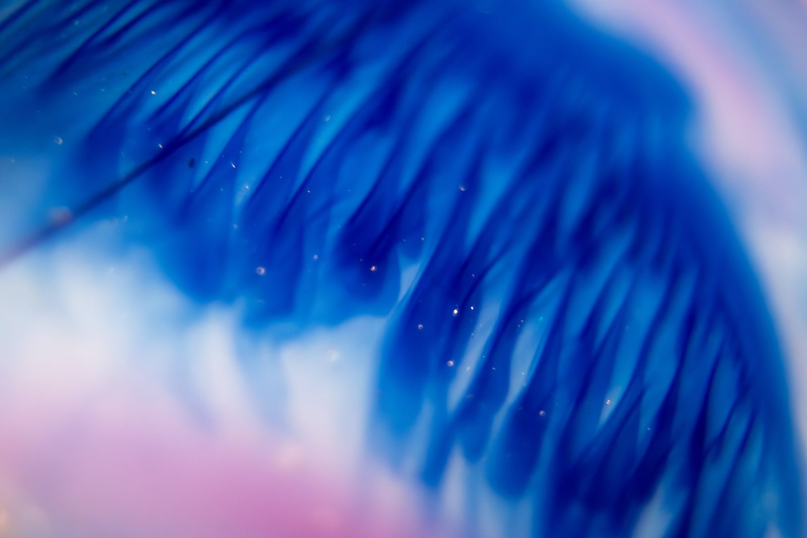 Deep blue feathery plumes branching against a soft pink and lavender ground.