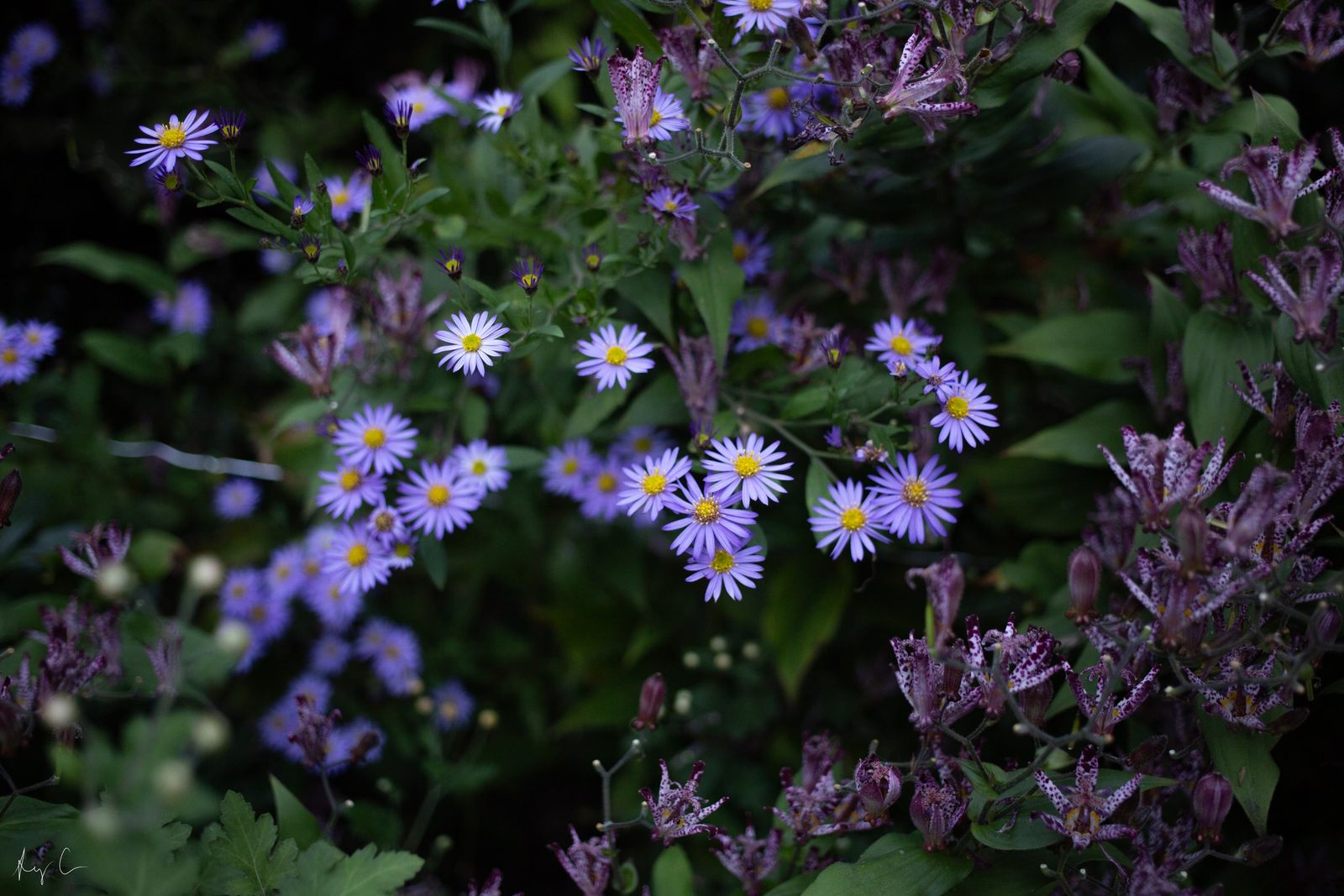 Purple-blue daisy-like flowers with yellow centers clustered among dark green foliage