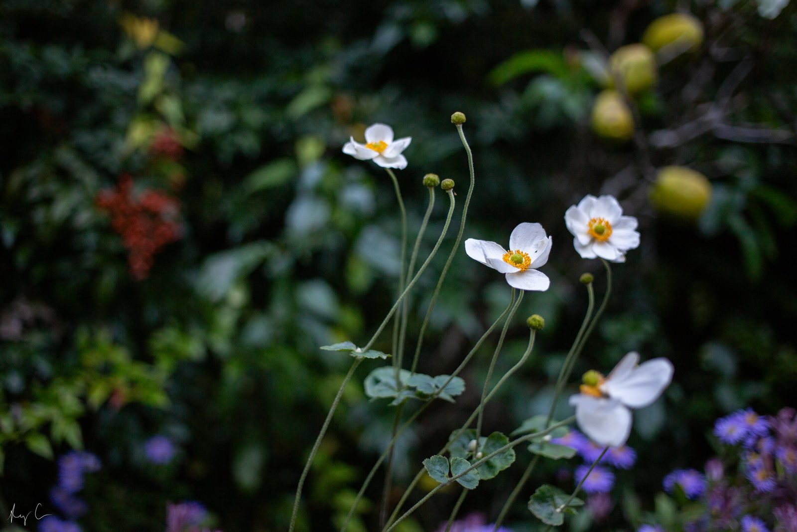 White anemone-like flowers with yellow centers on slender stems in a garden