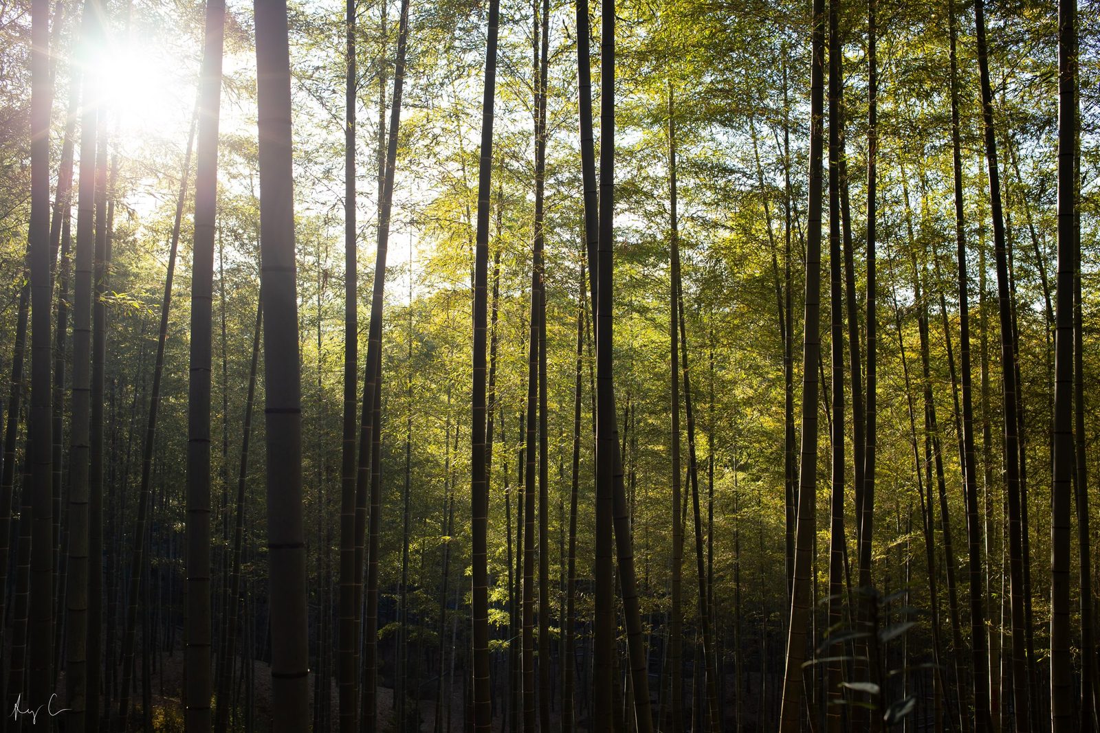 Low sun flaring through a dense bamboo grove backlighting the leaves