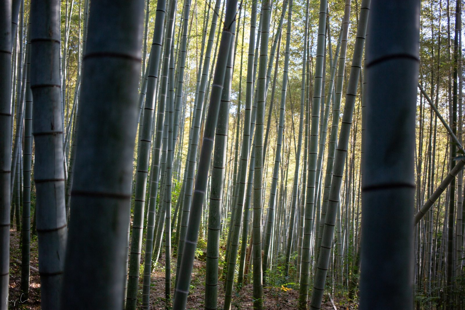 Dense pale bamboo stalks viewed close-up from within a grove