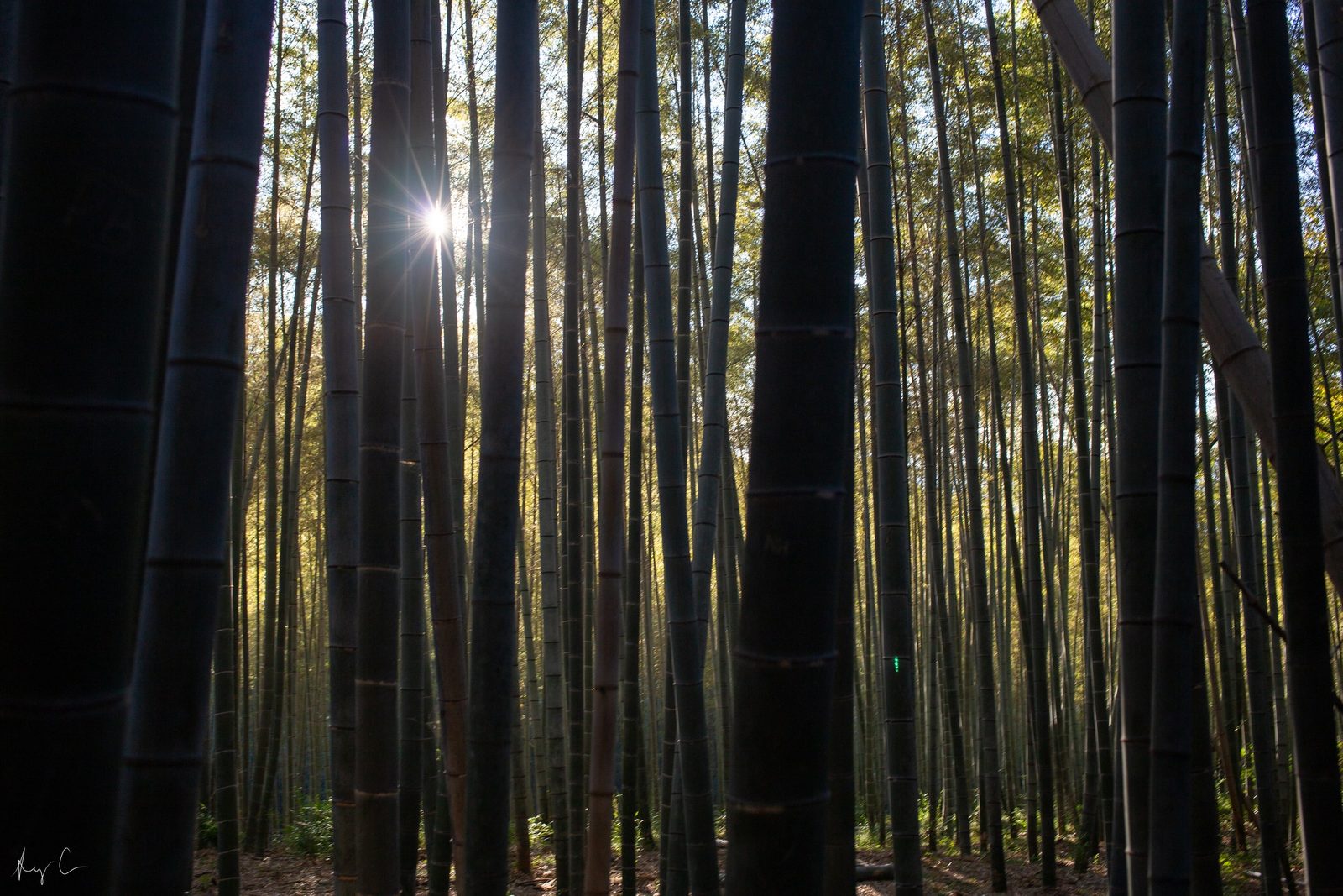 Sunburst glowing between dark silhouetted bamboo stalks in a grove