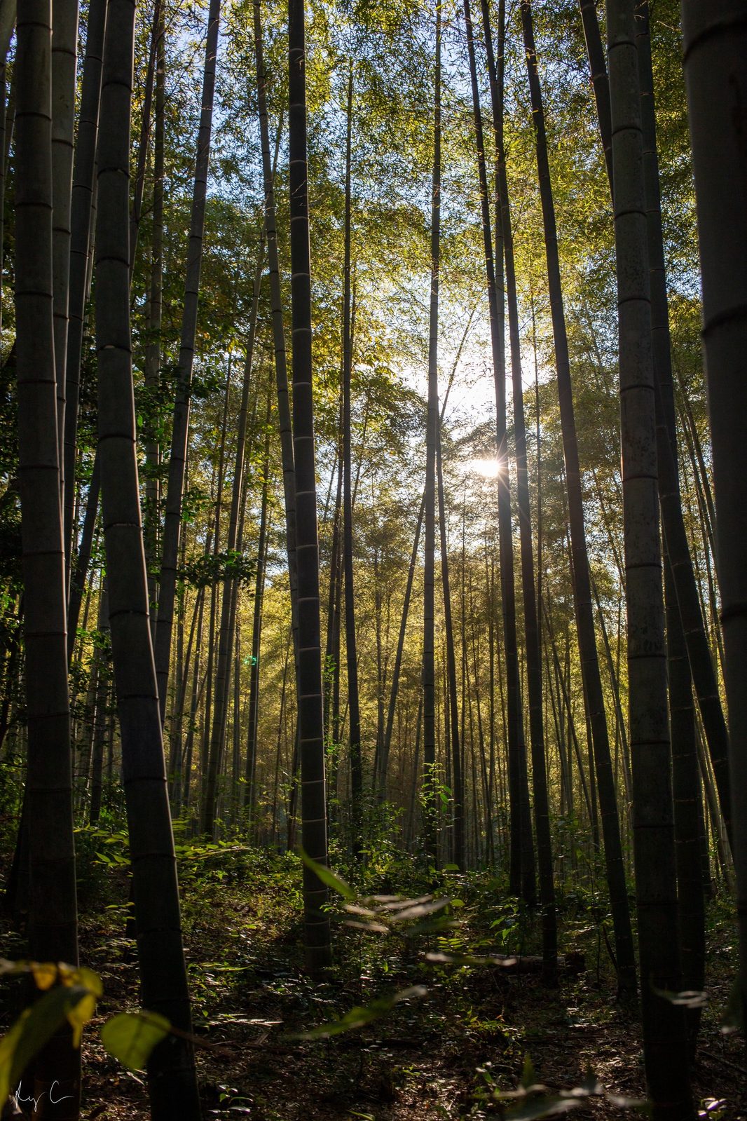 Sunlight flaring through tall bamboo stalks in a dense grove