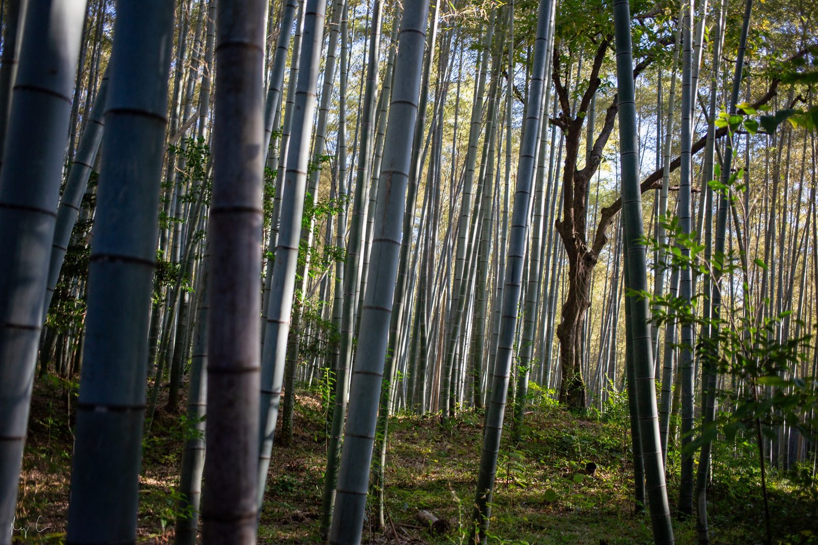 Sunlit bamboo grove on a slope with a broadleaf tree among the tall stalks