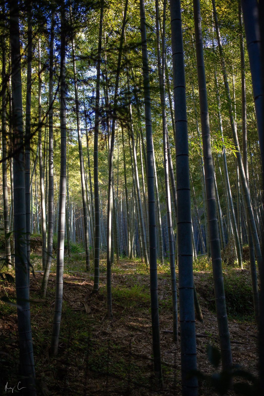 Sloped bamboo grove floor with tall stalks and backlit canopy overhead