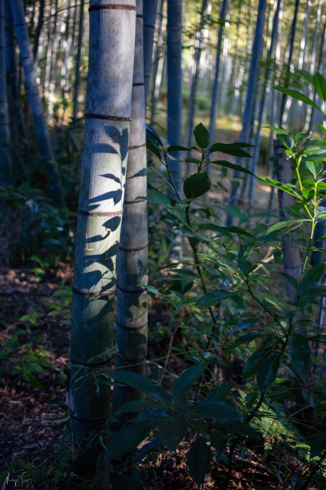 Leaf shadows cast on a pale young bamboo trunk beside green foliage