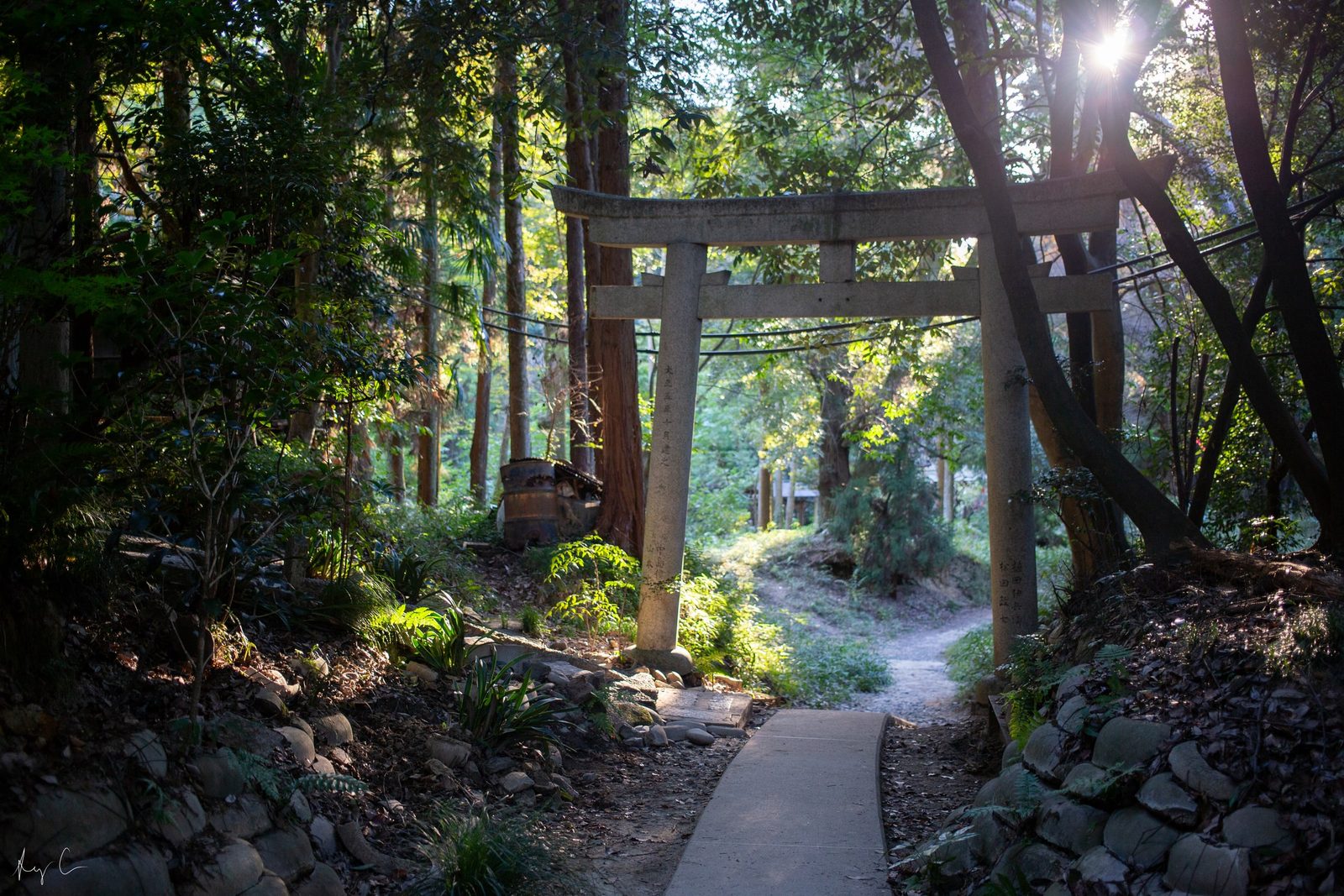 Pale wooden torii gate over a paved path through a sunlit forest