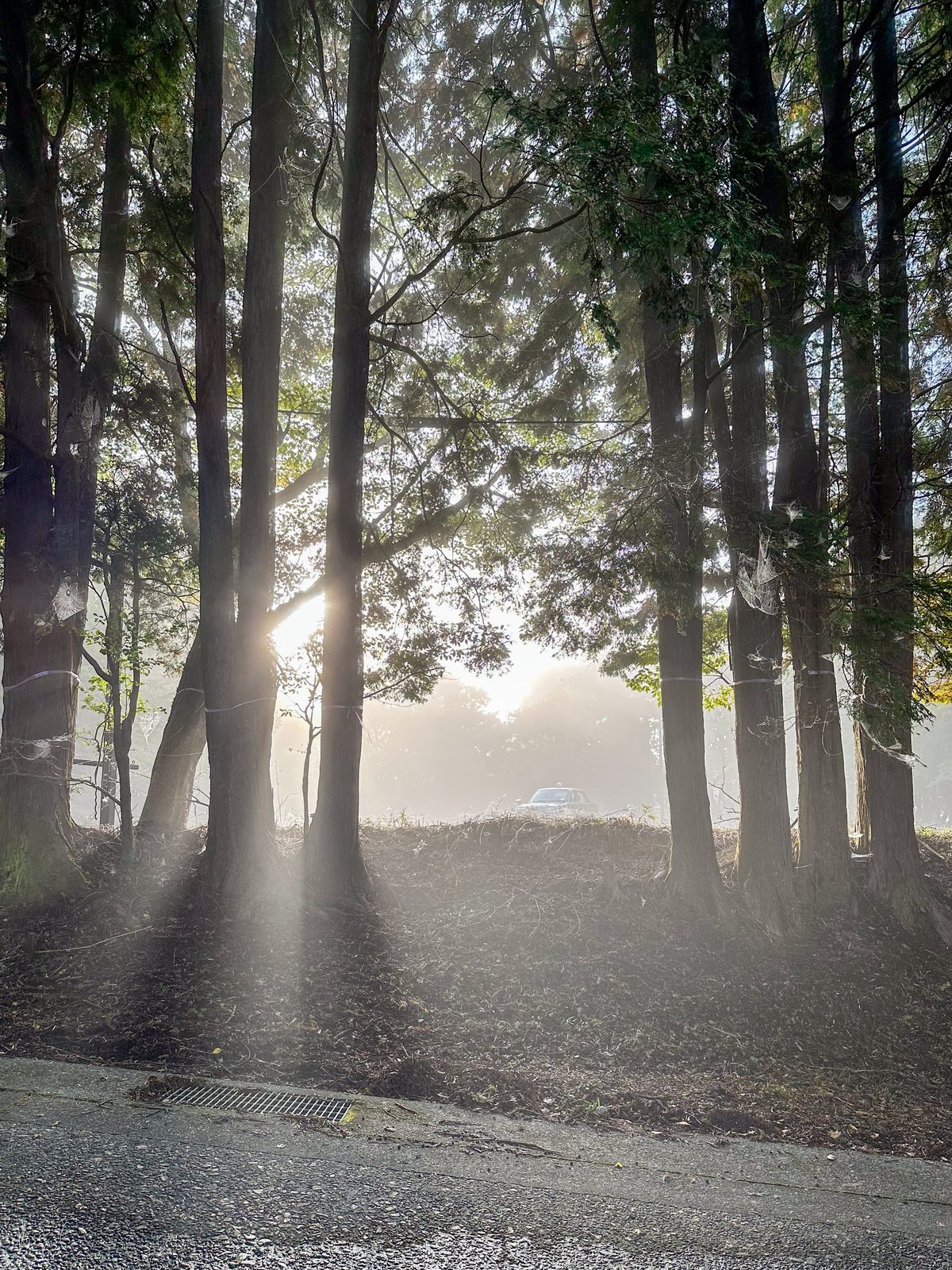 Sun rays breaking through mist among tall trees beside a paved road