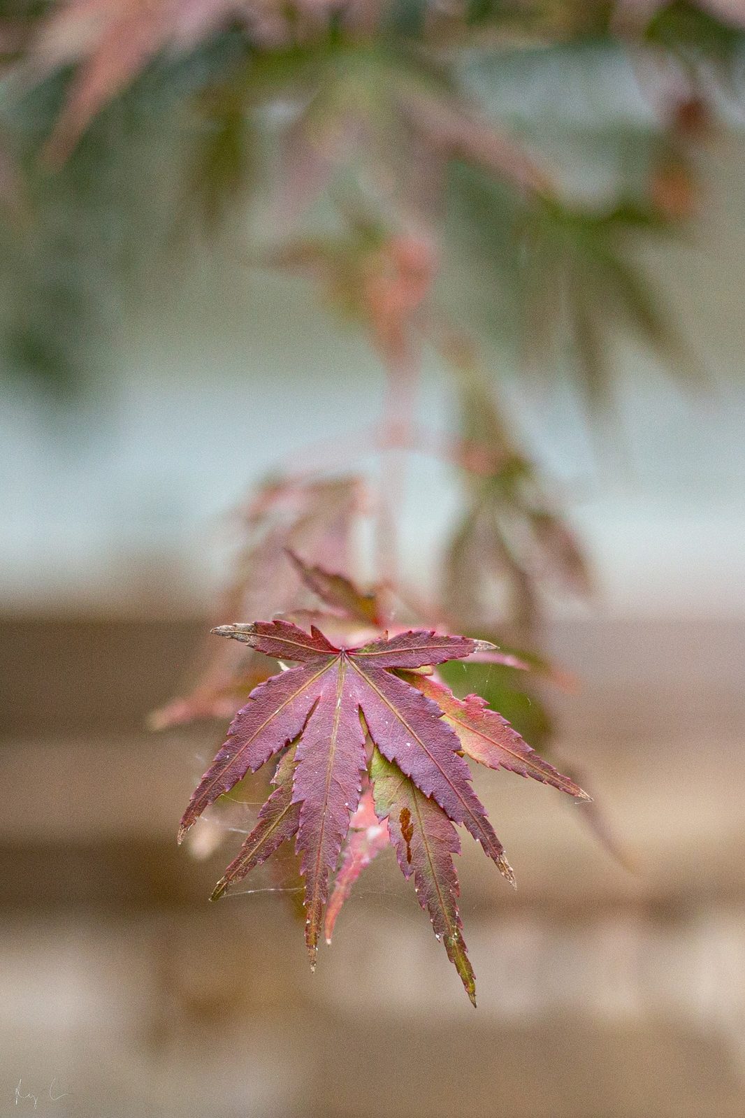 Close-up of a reddish-pink star-shaped maple leaf with soft background blur