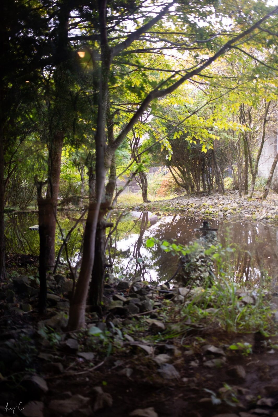 Sunlit trees and hanging foliage beside a still wooded pond with fallen leaves underfoot