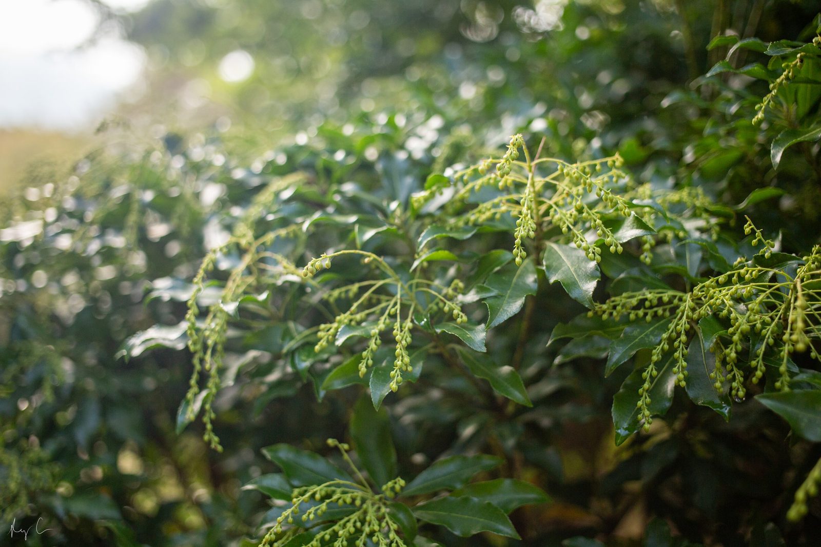 Green shrub with drooping sprays of small clustered buds backlit by sunlight