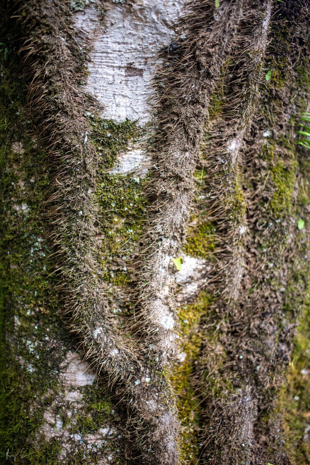 Close-up of a tree trunk wrapped in dense brown fibrous growth and green moss