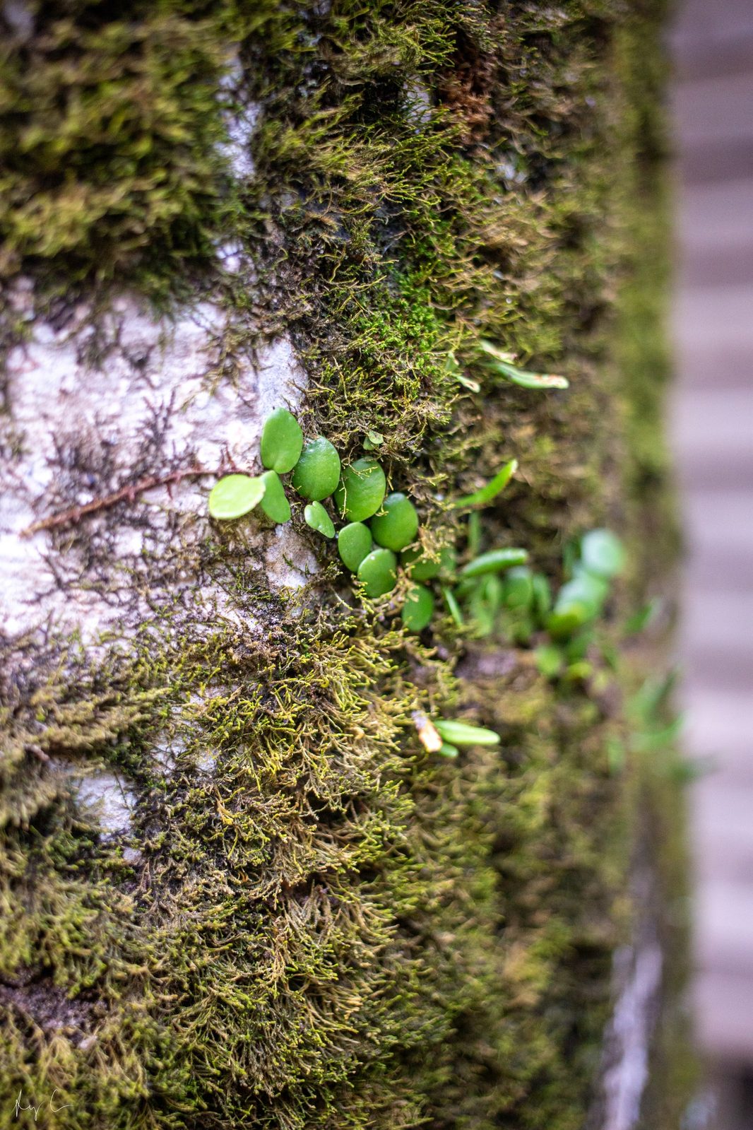 Small round-leaved vine sprouting from a thickly moss-covered tree trunk