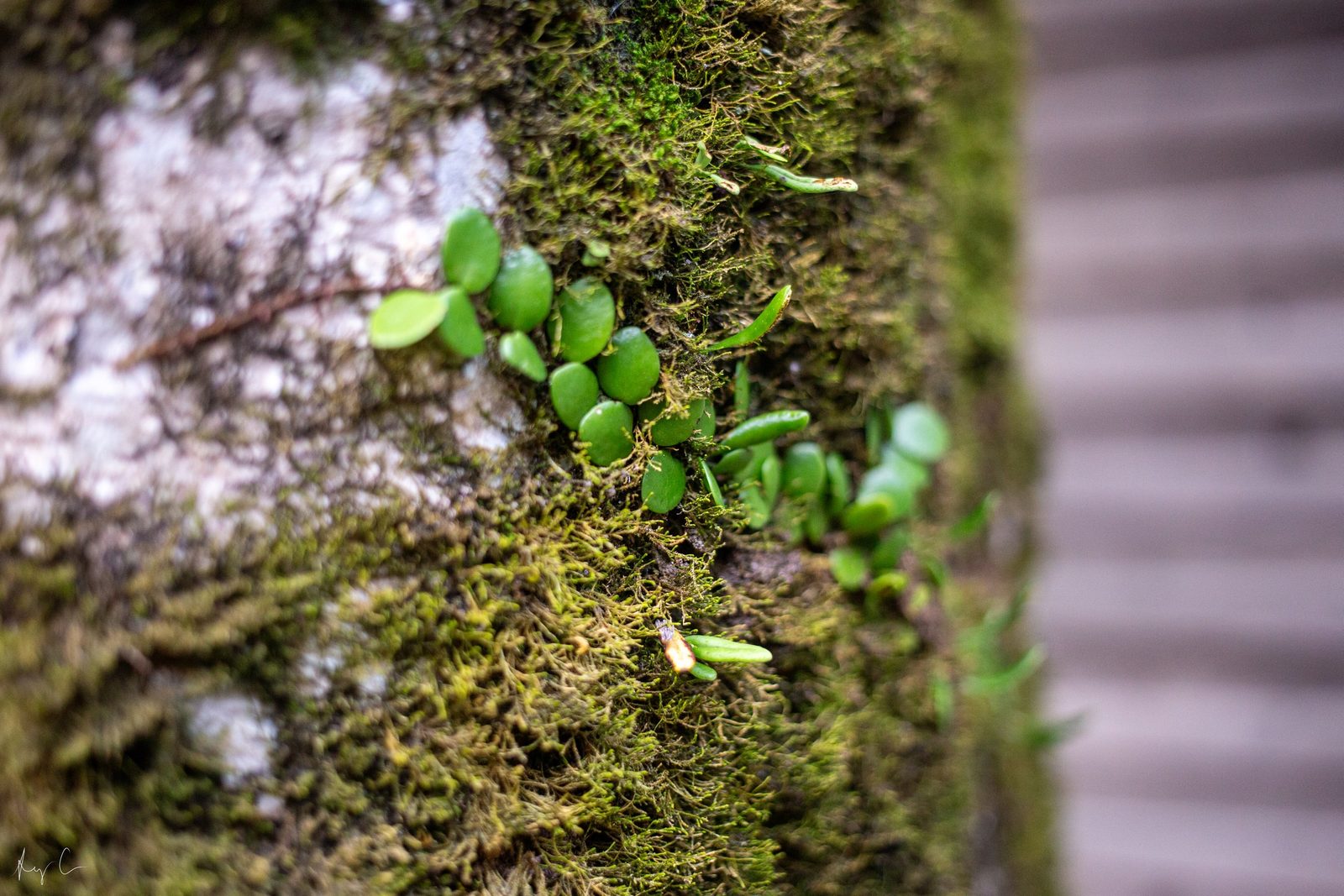 Cluster of small round green leaves growing from moss on a tree trunk
