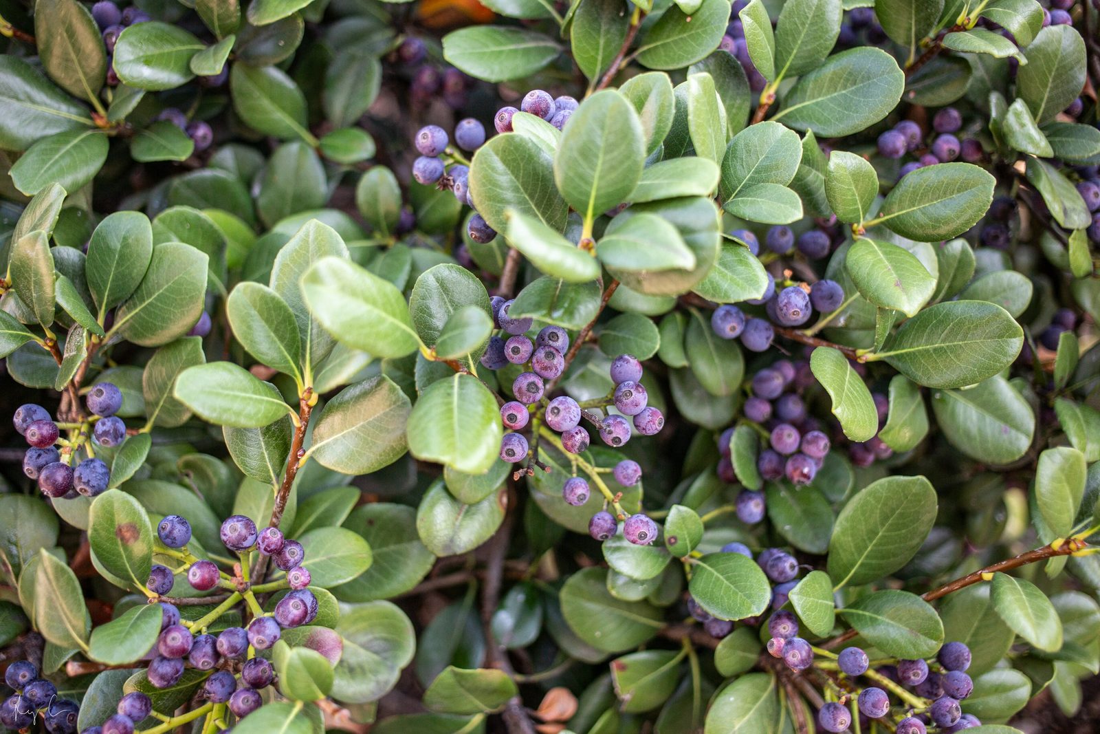Clusters of small dark purple berries among glossy oval green leaves