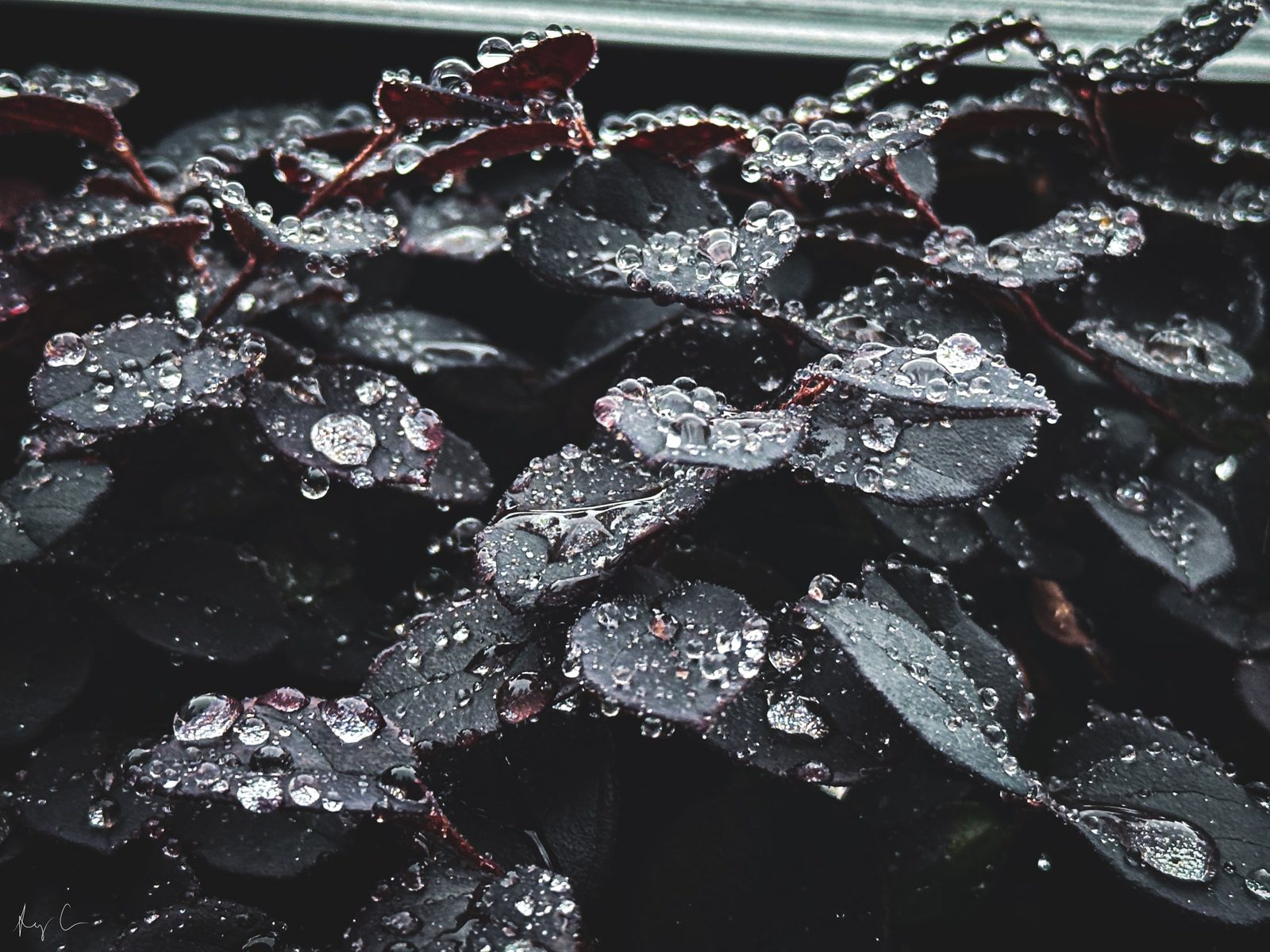 Close-up of dark reddish-black leaves covered in beaded water droplets