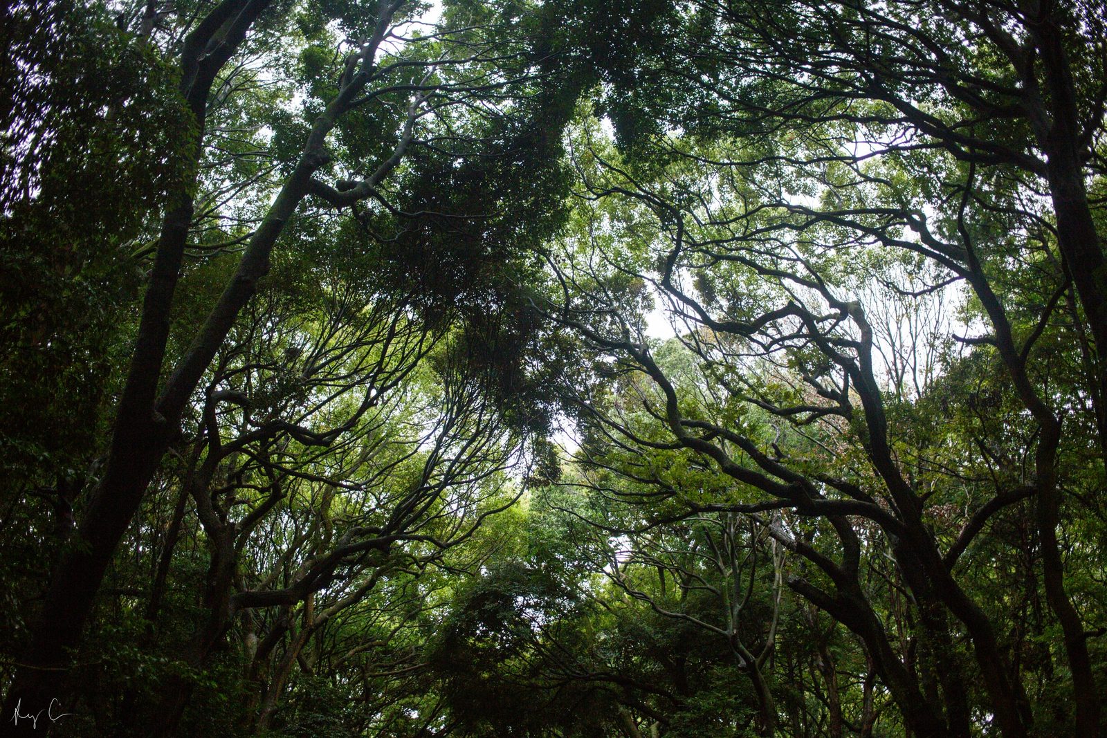 Looking up through a dense green forest canopy of tangled branches