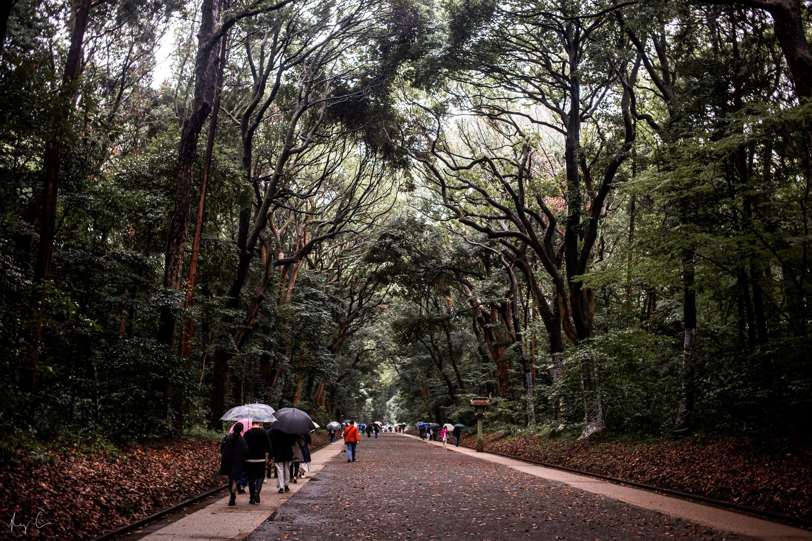 People with umbrellas walking a tree-lined path scattered with fallen leaves