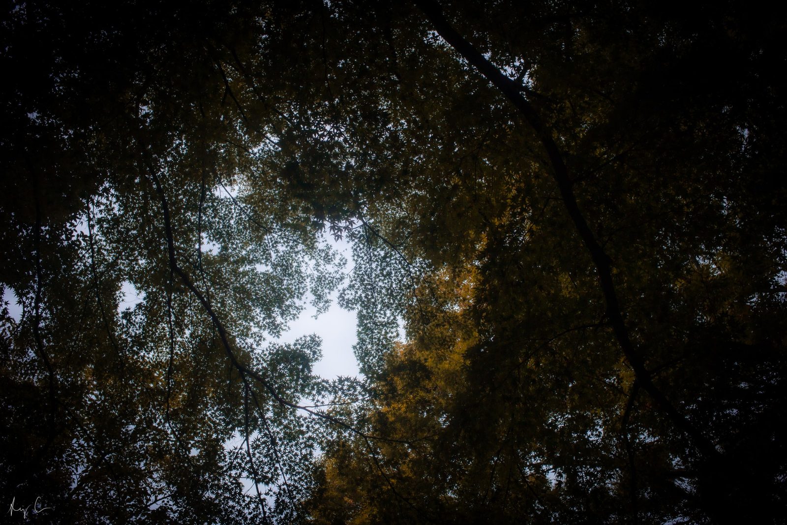Looking up through a dark tree canopy of branches and autumn-tinged leaves