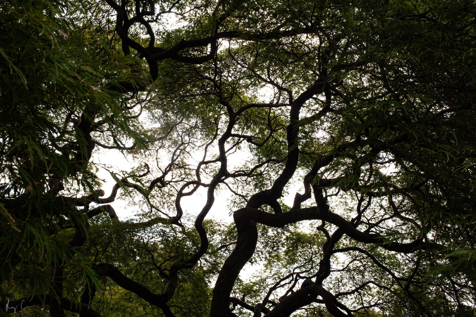 Gnarled tangled tree branches silhouetted against a pale overcast sky