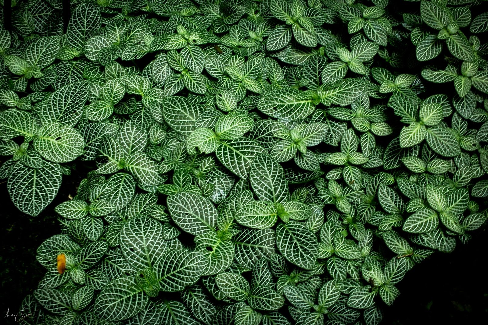 Dense carpet of small green leaves with pale vein patterns filling the frame