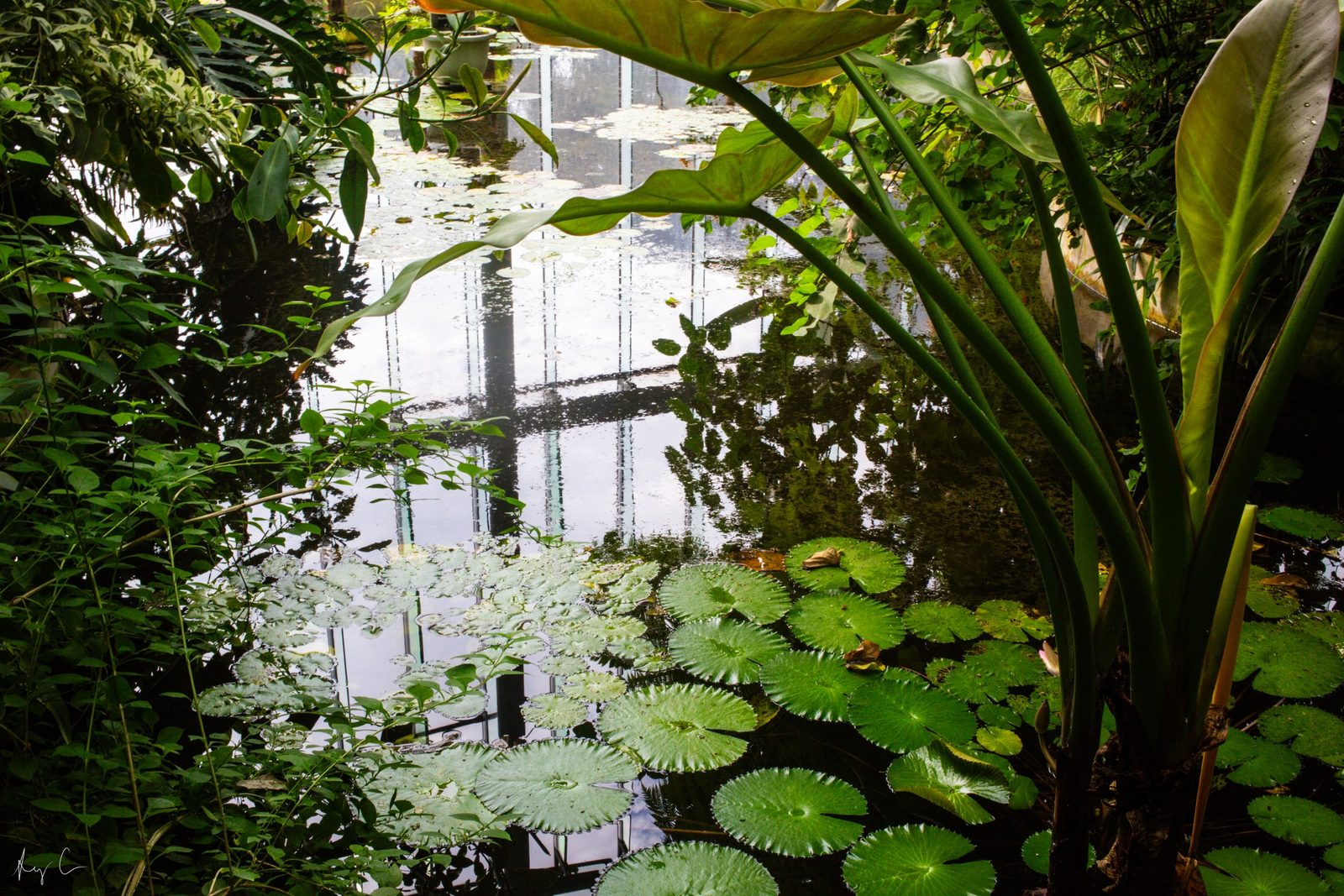 Water lilies and broad leaves on a pond reflecting a glass structure overhead