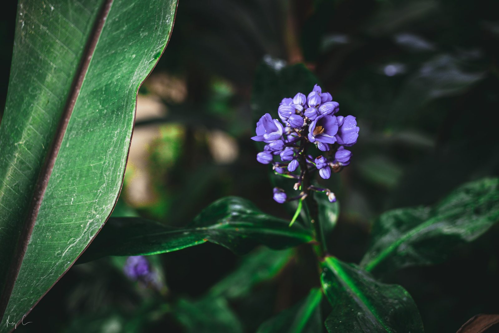 Tight cluster of small purple flowers beside a long broad leaf