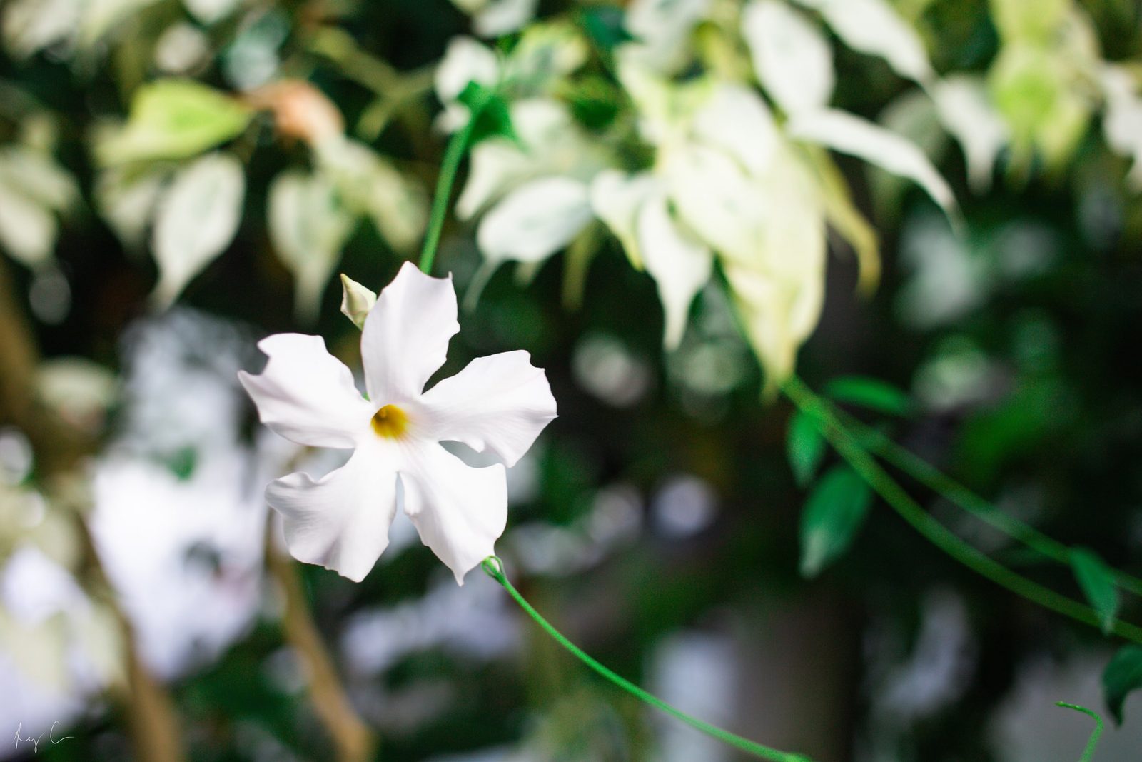 White five-petaled flower with a yellow center on a slender curling vine