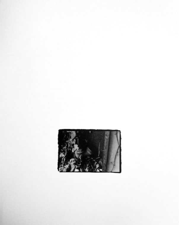 Small black-and-white print, rough-edged on a white ground, showing leafy vines and small round shapes climbing a wall beside a wooden post.