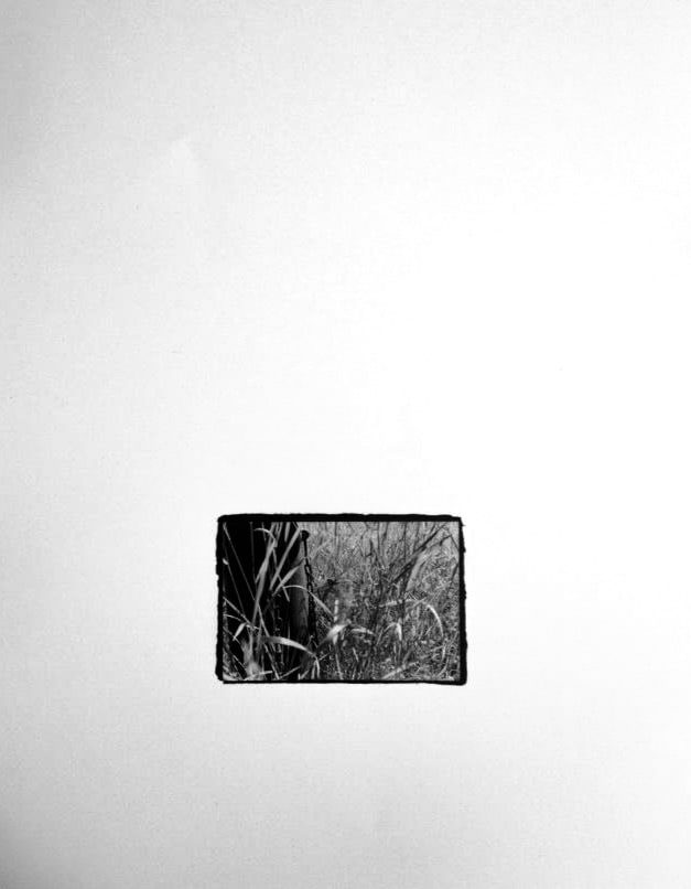 Small black-and-white print, rough-edged on a white ground, showing tall grass and reeds in a field, seen close up.