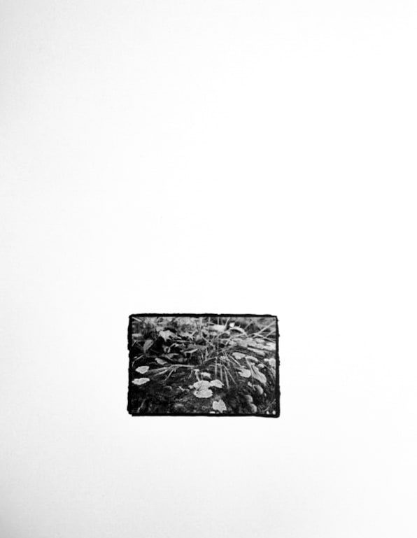 Small black-and-white print, rough-edged on a white ground, showing fallen leaves and low plants covering the ground, seen close up.