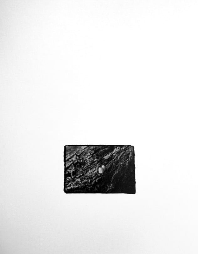 Small black-and-white print, rough-edged on a white ground, showing small pale mushrooms growing on dark, rough tree bark.