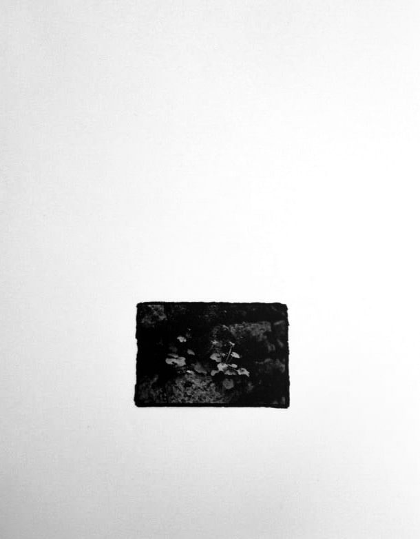 Small black-and-white print, rough-edged on a white ground, showing small pale lilypads clustered on dark water.