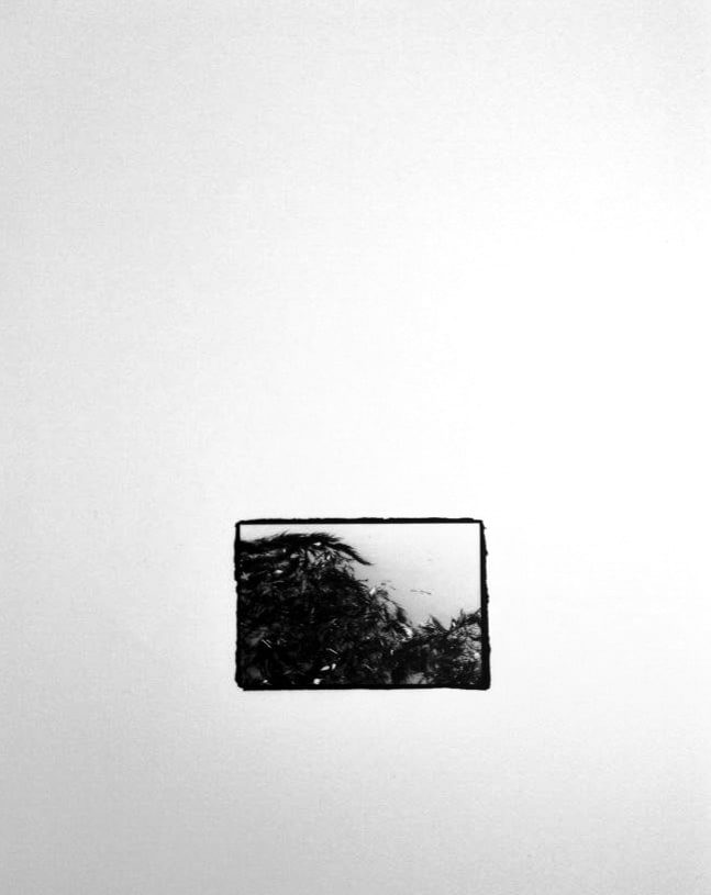 Small black-and-white print, rough-edged on a white ground, showing dark strands of algae drifting on the water's surface in Venice.