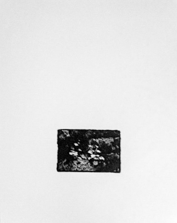 Small black-and-white print, rough-edged on a white ground, showing a small plant growing out of a rough, dark stone wall.